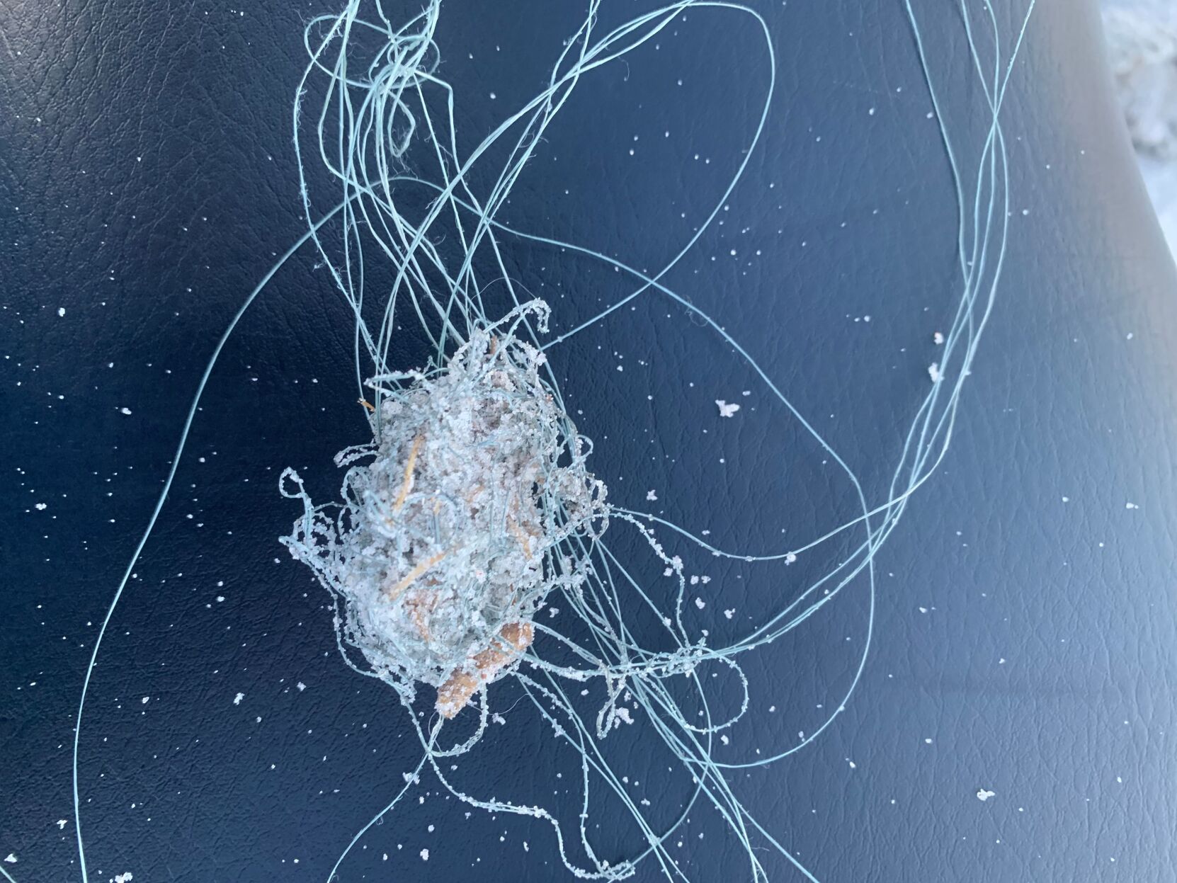 Sea Turtle 5. Discarded Fishing Line.jpg